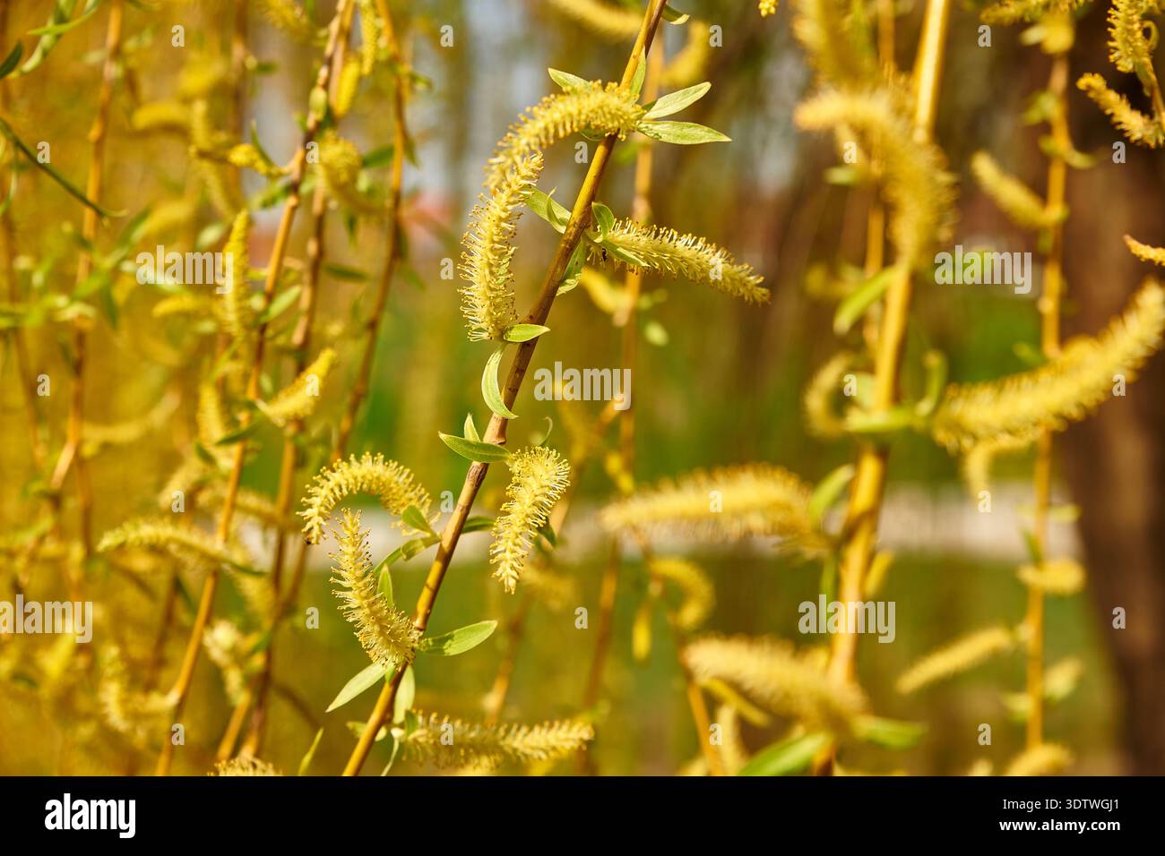 Un primo piano, vibrante colpo di gattini gialli dorati che sbocciano sui rami sottili di un salice in primavera. L'immagine presenta diverse visualizzazioni Foto Stock