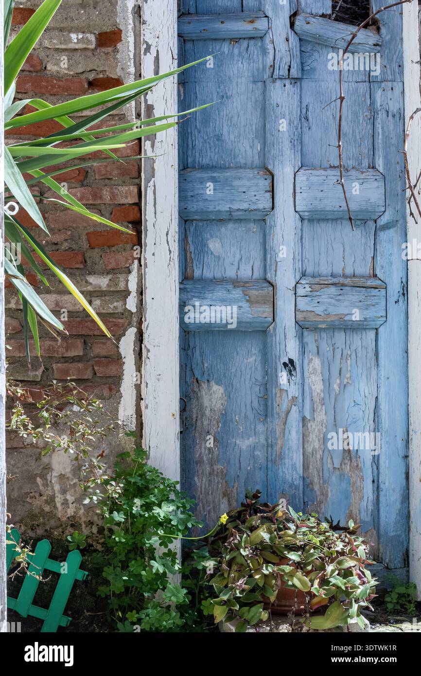 Porta in legno blu intemprato con vernice sbucciata a Ioulida, Kea, Grecia, incorniciata da pareti in mattoni e piante verdi in un tradizionale ambiente delle cicladi. Foto Stock