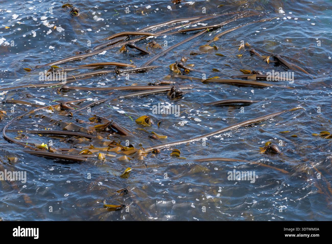 La foresta di Kelp del nord-ovest Pacifico raggiunge la superficie. La cima di una foresta di alghe galleggiante sulla superficie dell'oceano. Foto Stock