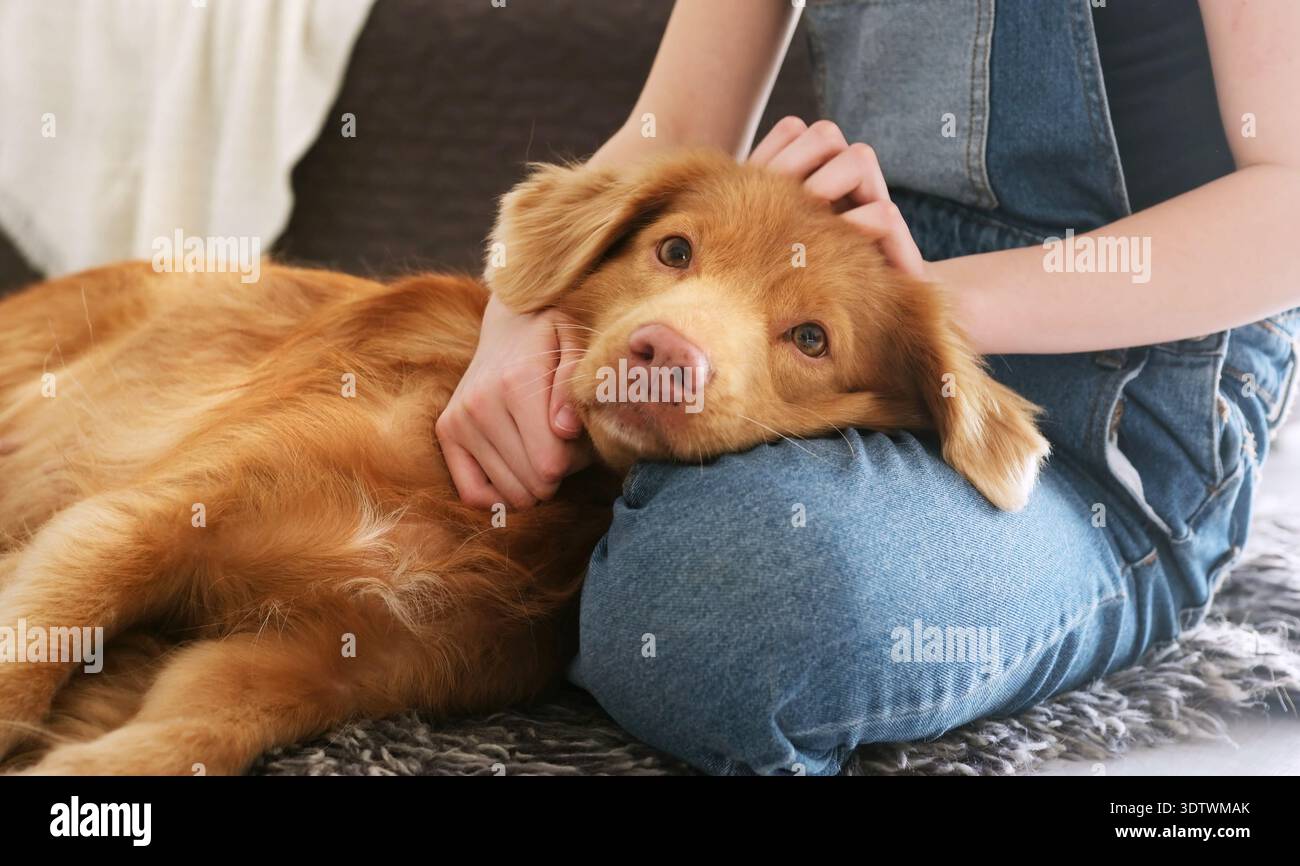 Cute Brown Toller Retriever Dog sdraiato sul pavimento, Girl Petting Her Dog Foto Stock