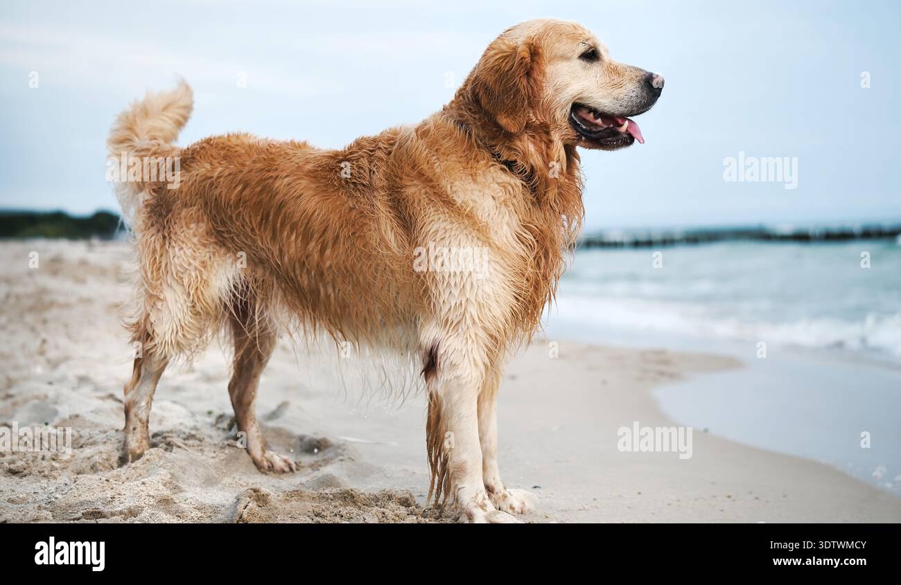Felice e adorabile Golden Retriever Dog che gioca su Una spiaggia sabbiosa. Il Wet Dog che guarda il mare Foto Stock