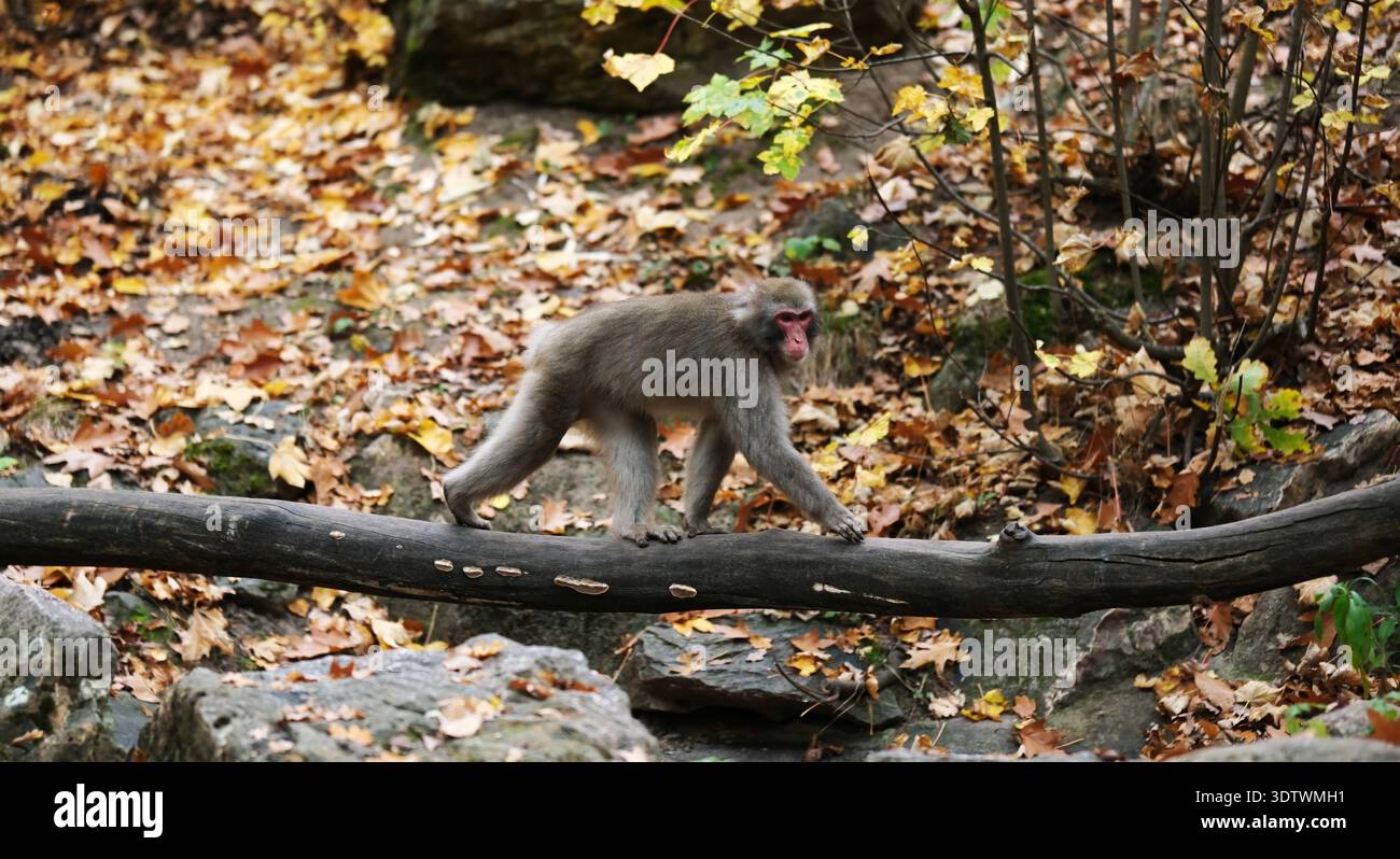 Il Macaque giapponese cammina su Un tronco in una foresta autunnale allo zoo Foto Stock