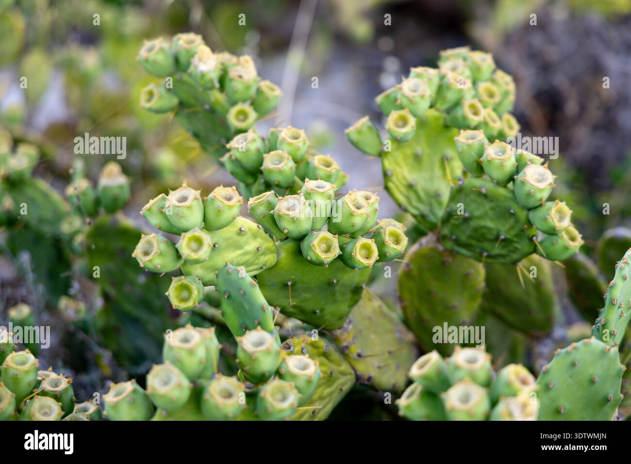 Coltivazione del frutto di cactus (fico d'India) a Xlendi, Gozo, Malta Foto Stock