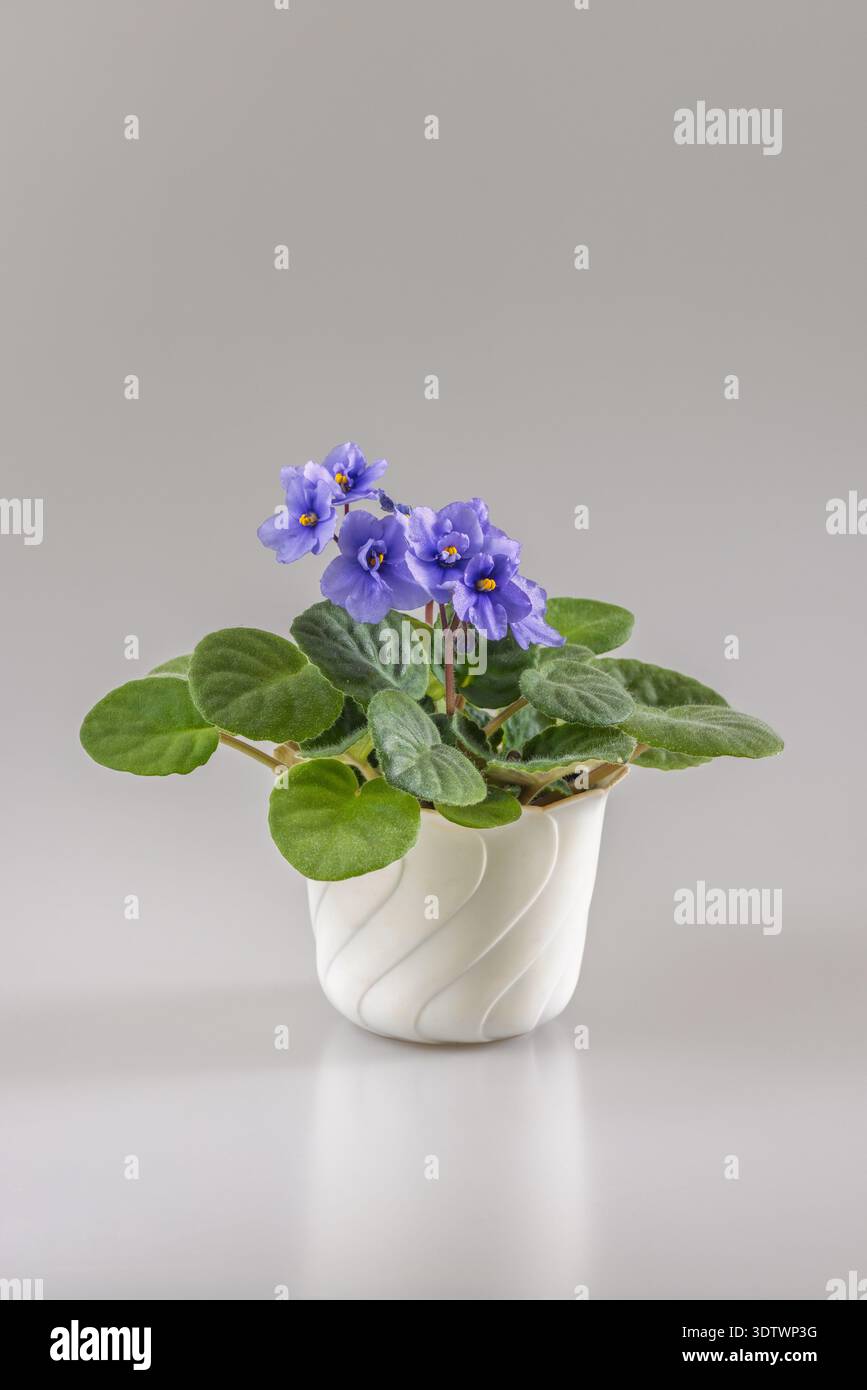 Una lussureggiante e fiorente viola impreziosisce la sua pentola, i suoi petali viola creano un vivace contrasto con il grigio tenue. Foglie delicate e una pentola scolpita aggiungono un tocco artistico Foto Stock
