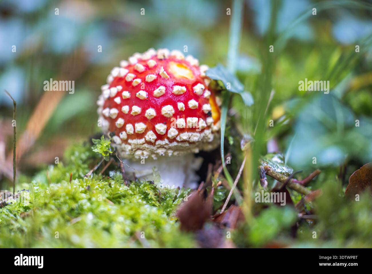 Il fungo Amanita muscaria, noto anche come la mosca agarica, si distingue per il suo berretto rosso brillante macchiato di macchie bianche, che emerge da un lussureggiante letto di gre Foto Stock