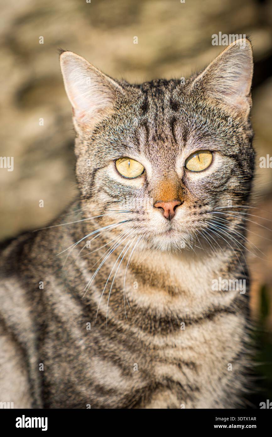 Primo piano dettagliato di un gatto tabby con occhi gialli impressionanti, che mostra il suo intricato motivo di pelliccia e il viso espressivo inondato dalla luce naturale del sole Foto Stock