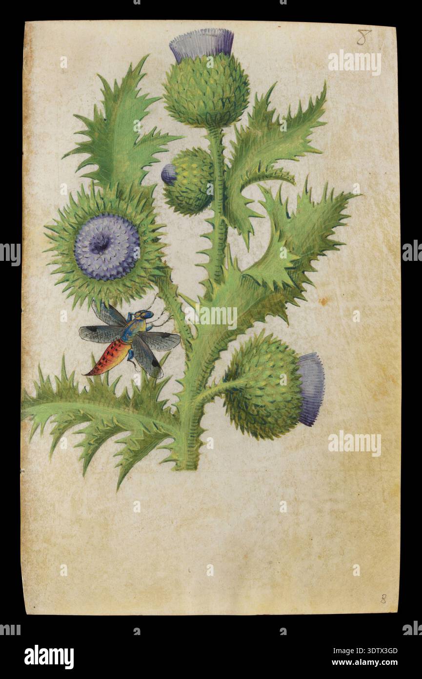 Book of Flower Studies (circa 1510-1515), Artist: Master of Claude de France (attivo dal 1508 al 1520), Scottish Thistle (Onopordium acanthium). Un'illustrazione botanica dettagliata di una pianta scozzese di cardo con teste di fiori viola e foglie verdi piccanti, con una libellula arroccata su una foglia. Foto Stock