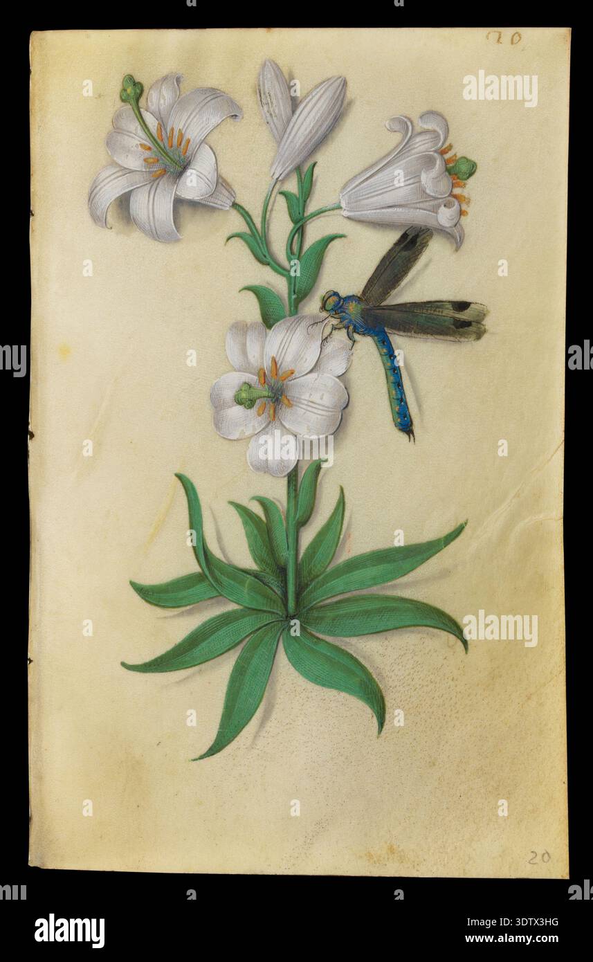 Libro di studi sui fiori (circa 1510-1515), artista: Maestro di Claude de France (attivo dal 1508 al 1520), Giglio bianco (Lilium candidum) Foto Stock