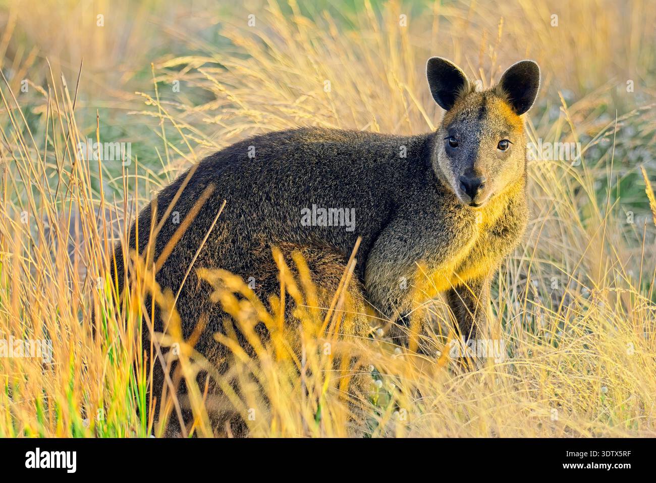 Wallaby palude (Wallabia bicolor) in erba, nel tardo pomeriggio sole vicino a Nobbies, Phillip Island, Victoria, Australia Foto Stock