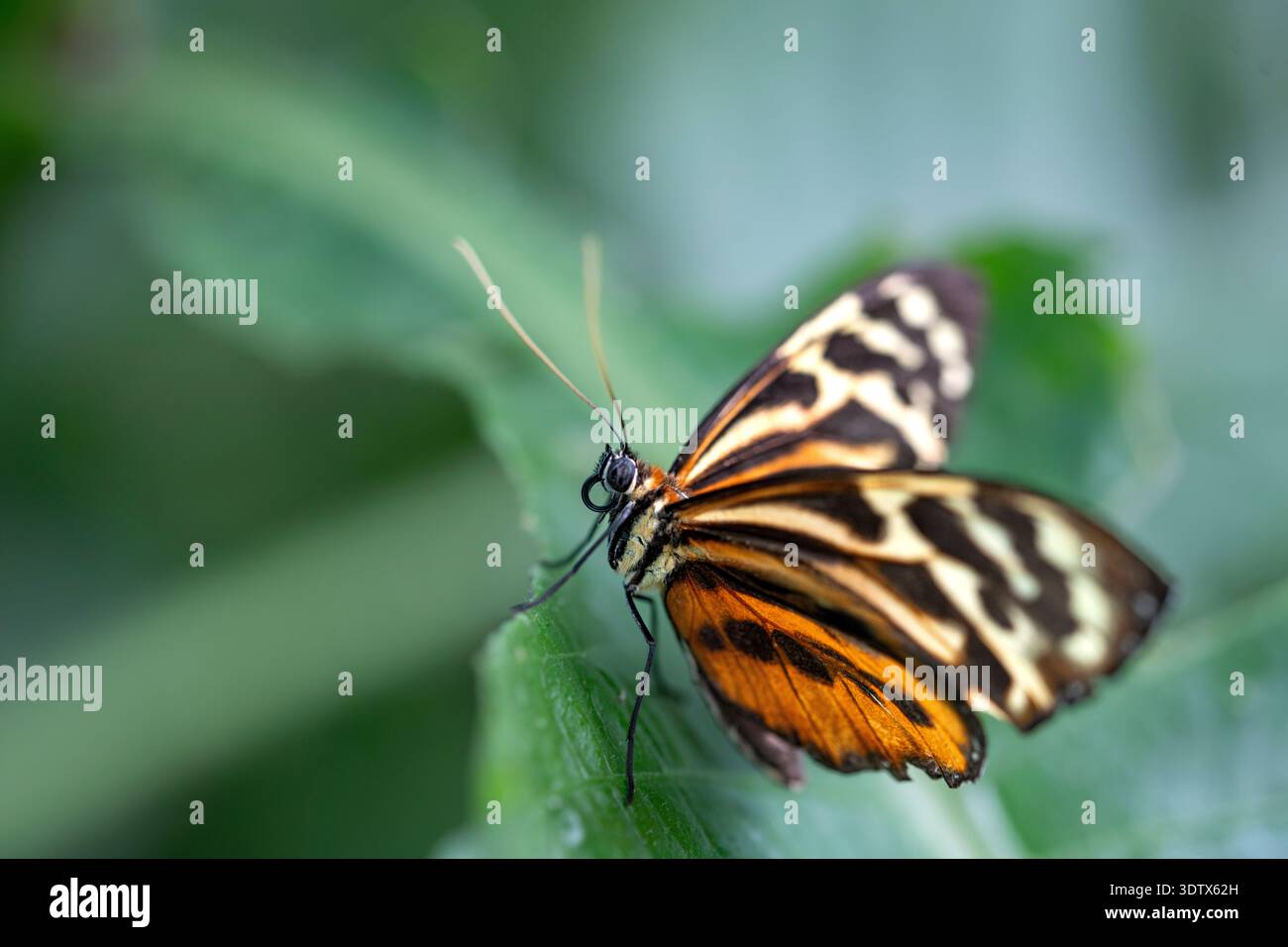 Tithorea harmonia, la Harmonia Tiger-Wing o Harmonia Tiger, è una specie di farfalla appartenente alla famiglia Nymphalidae. Foto Stock