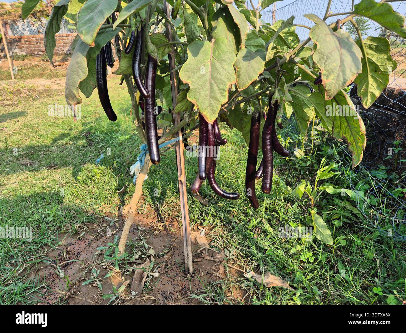 Shot medio a livello degli occhi di melanzane lunghe e fresche appese a una pianta di un'azienda agricola biologica Foto Stock