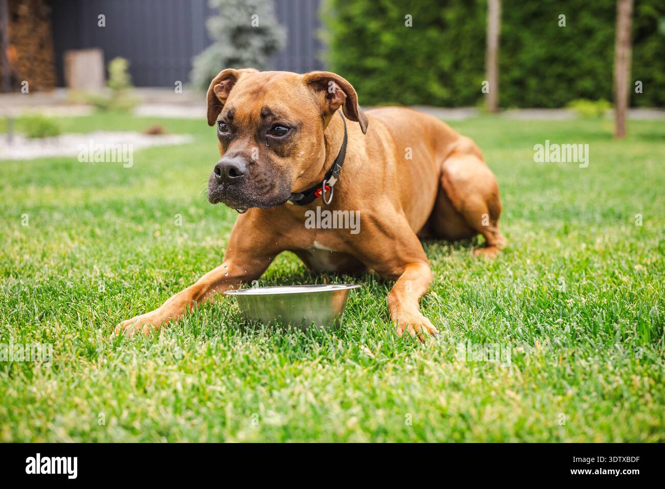 Cane pugile tedesco disteso su un prato verde vicino alla ciotola di metallo dopo aver bevuto acqua nel giardino sul retro, animali domestici riposati all'aperto durante la calda giornata estiva Foto Stock