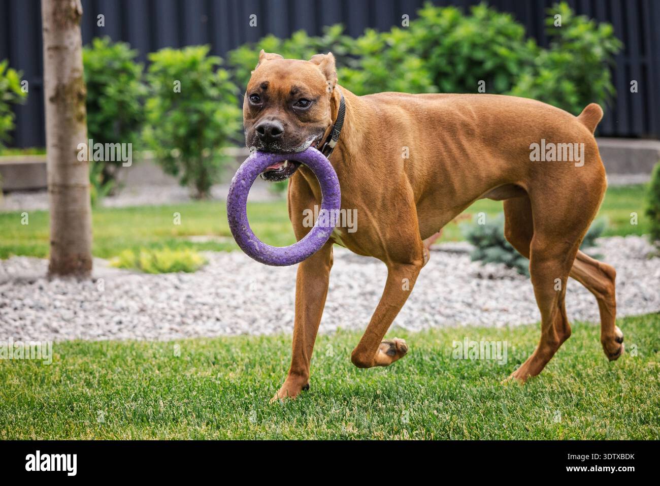 Cane pugile tedesco che porta l'anello giocattolo in gomma mentre cammina sul prato verde nel giardino del cortile, animaletto giocoso durante gli allenamenti all'aperto Foto Stock
