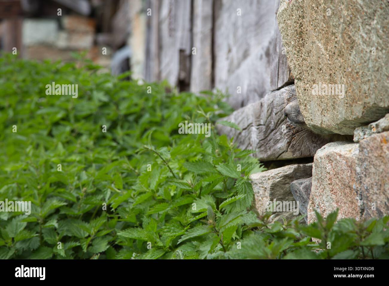 Lussureggiante vegetazione verde contro Un muro di pietra intemprato a Evolene, Svizzera. Foto Stock