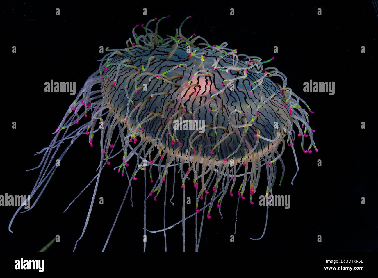 Colorate e velenose meduse con cappello di fiori, un nidariano Hydrozoan Foto Stock