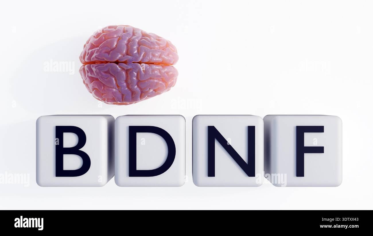 3D Brain with 'BDNF' Letter blocks sta per Brain-derived neurotrophic Factor, simboleggiando la neuroplasticità e gli elementi costitutivi della salute cognitiva. Foto Stock