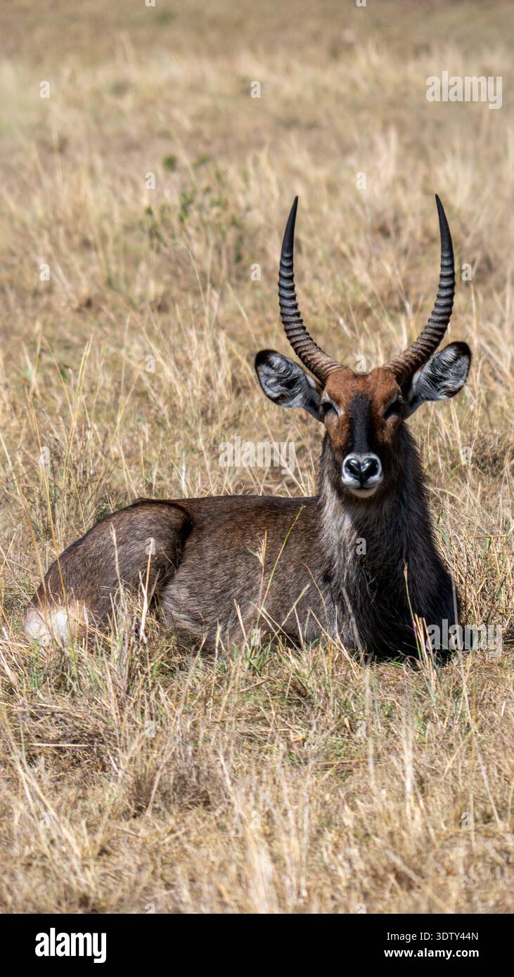 Un galleggiante solitario che si trova nella savana africana, catturato nel suo habitat naturale di praterie. Foto Stock