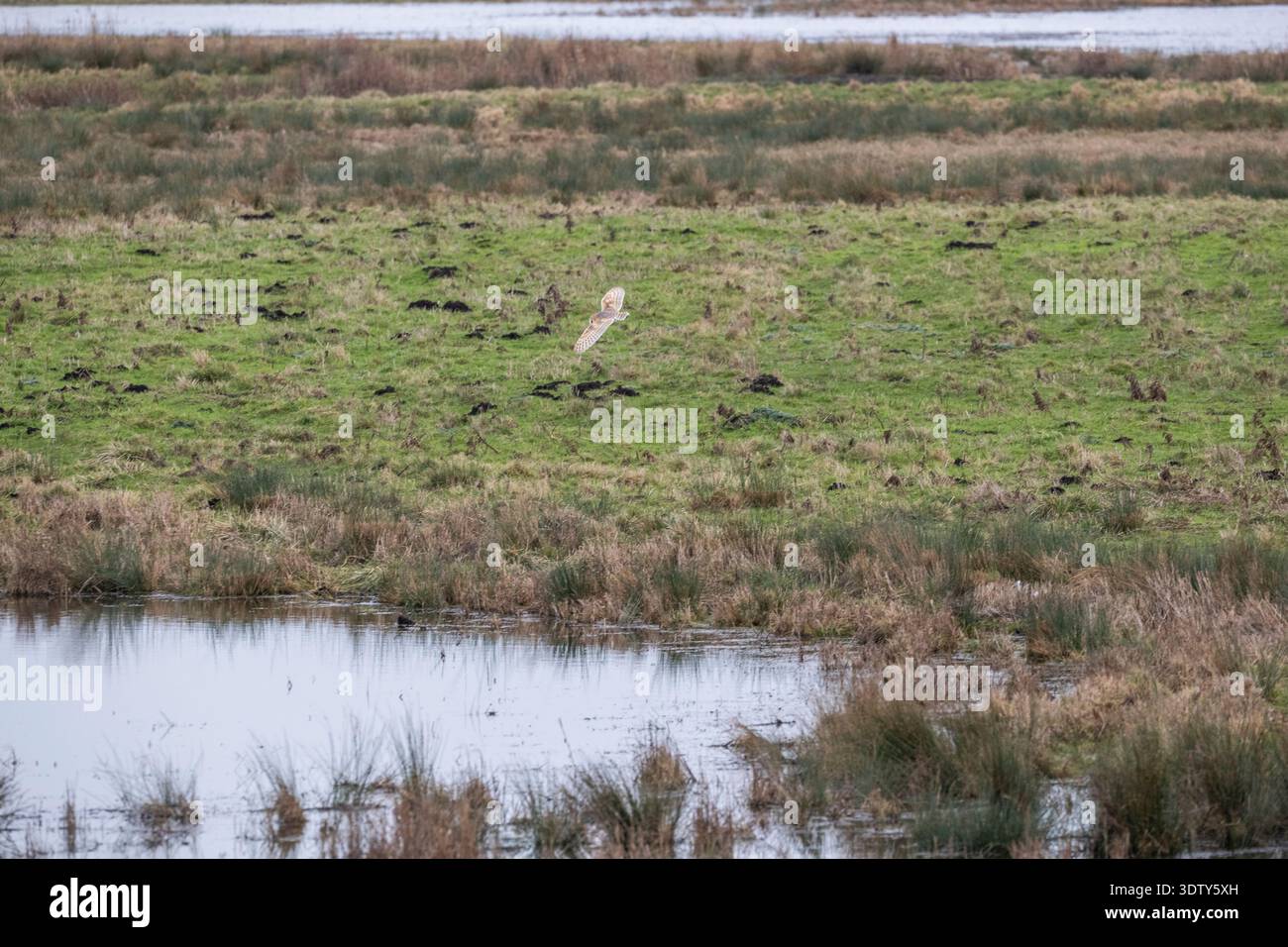 Farming Land reverse engineering per habitat naturale a Lady Fen, WWT Welney, Cambridgeshire/Norfolk Border. REGNO UNITO Foto Stock