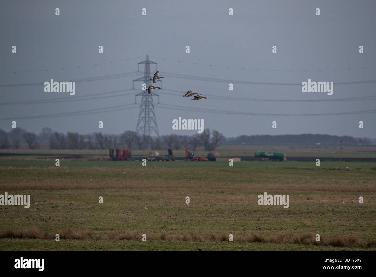 Farming Land reverse engineering per habitat naturale a Lady Fen, WWT Welney, Cambridgeshire/Norfolk Border. REGNO UNITO Foto Stock