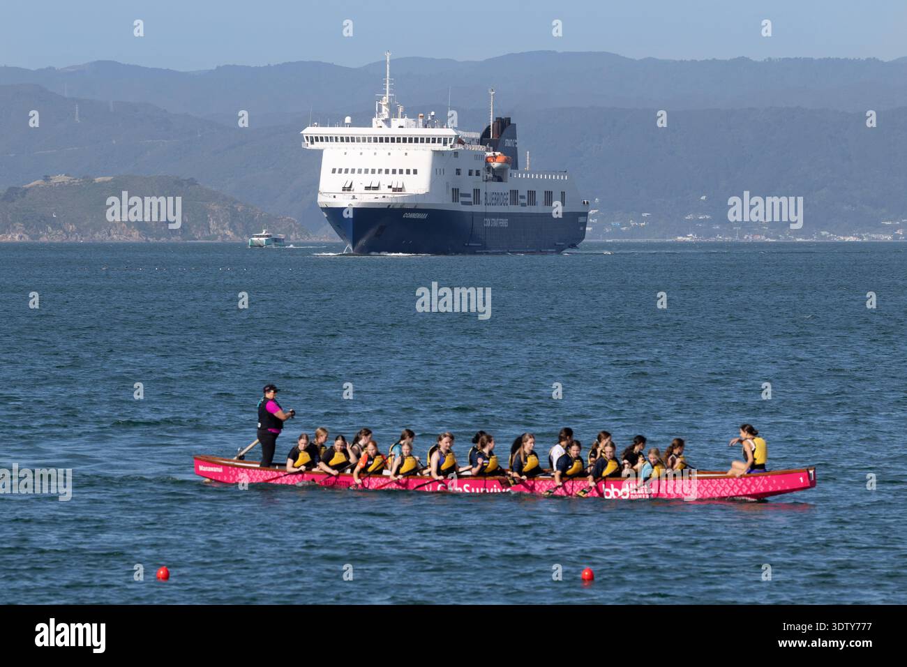 Le squadre gareggiano in una gara di dragoni durante il Wellington Dragon Boat Festival, Wellington Harbour, nuova Zelanda. Foto Stock