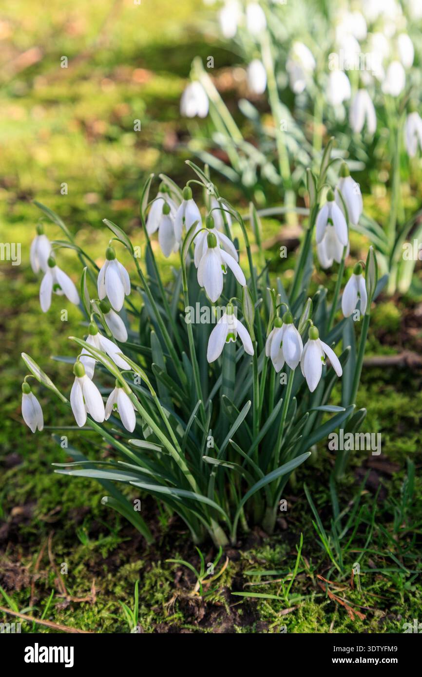 I primi fiori selvatici bianchi primaverili, le nevicate in fiore nella foresta. In giorno di sole ( Galanthus nivalis L.). Ciao primavera Foto Stock