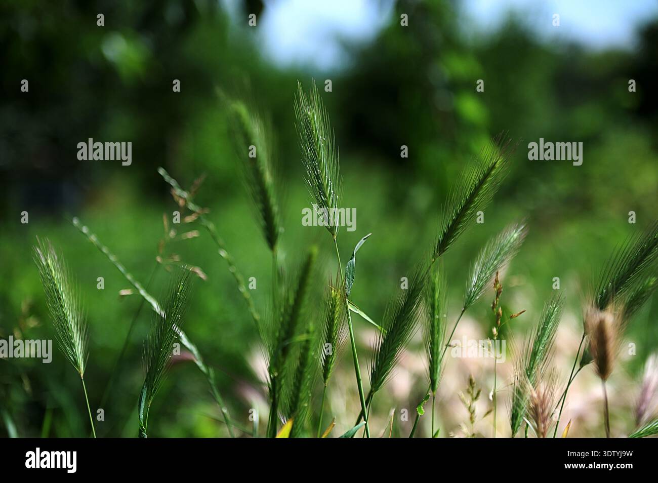 Dettagli delle orecchie essiccate di frumento, pronte per essere raccolte e preparate per consumare il grano e separarlo dalla pula Foto Stock