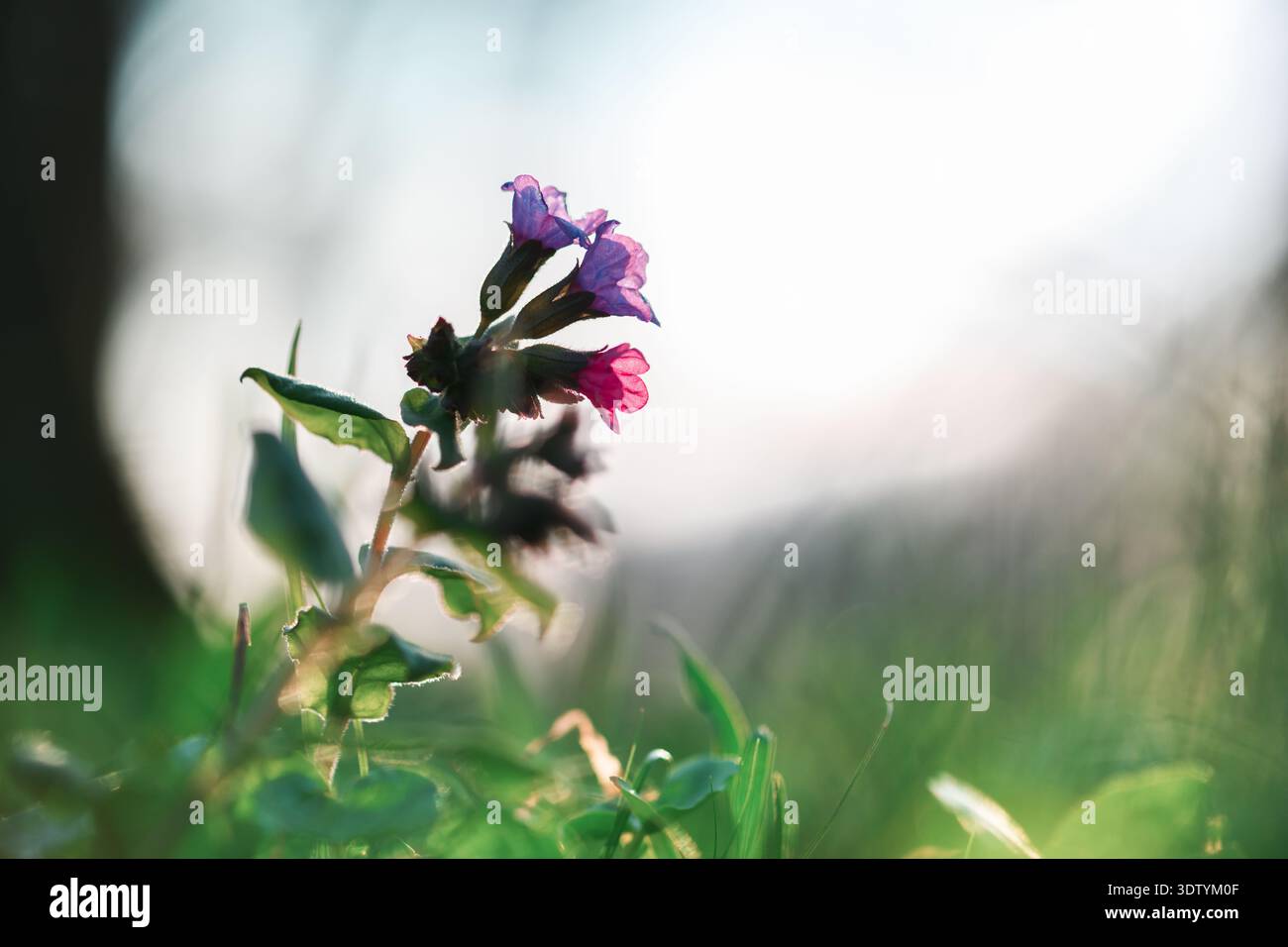 Piccolo fiore di campo viola e rosa in erba verde con un prato soffice e sfocato. Natura primaverile, petali vivaci, profondità ridotta, sfondo floreale all'aperto Foto Stock
