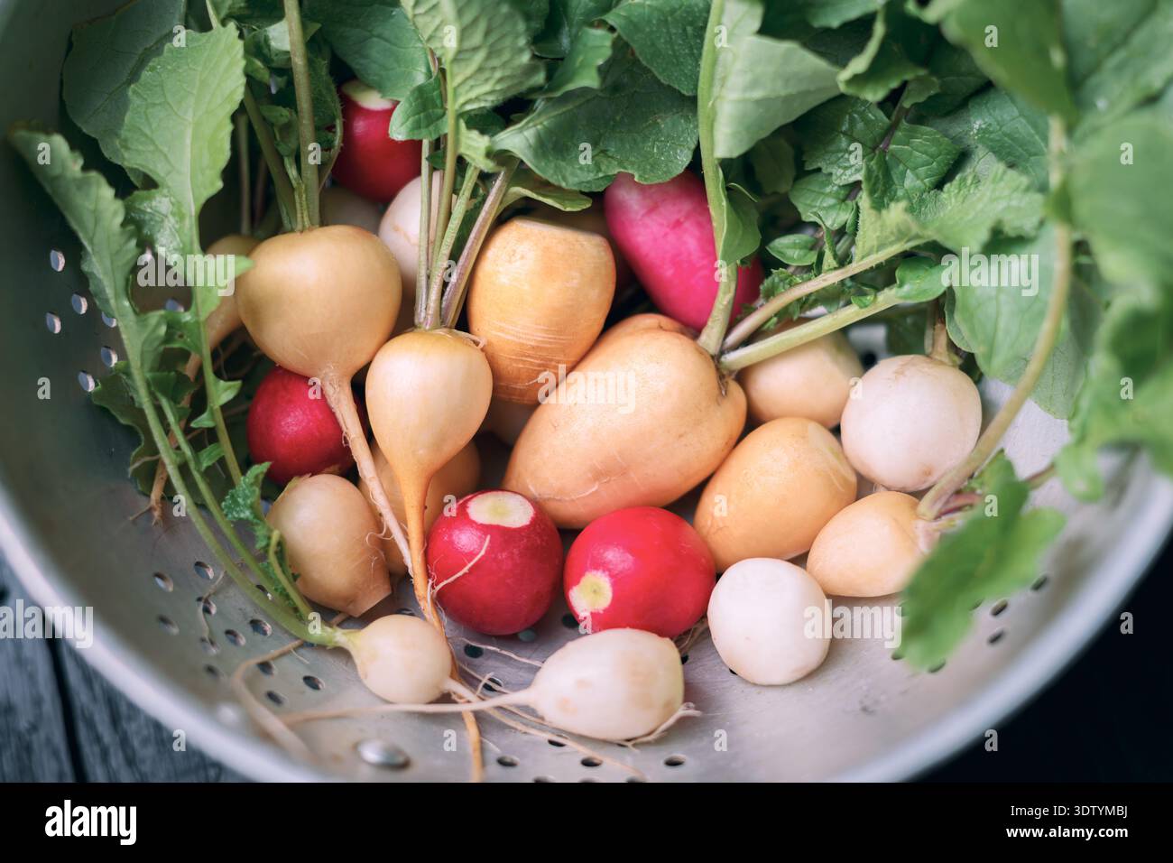 Raccolta di radiaci rossi bianchi e gialli disposti in colino con fogliame verde. Verdure naturali di stagione per la cottura primaverile e la nutrizione vegetale Foto Stock