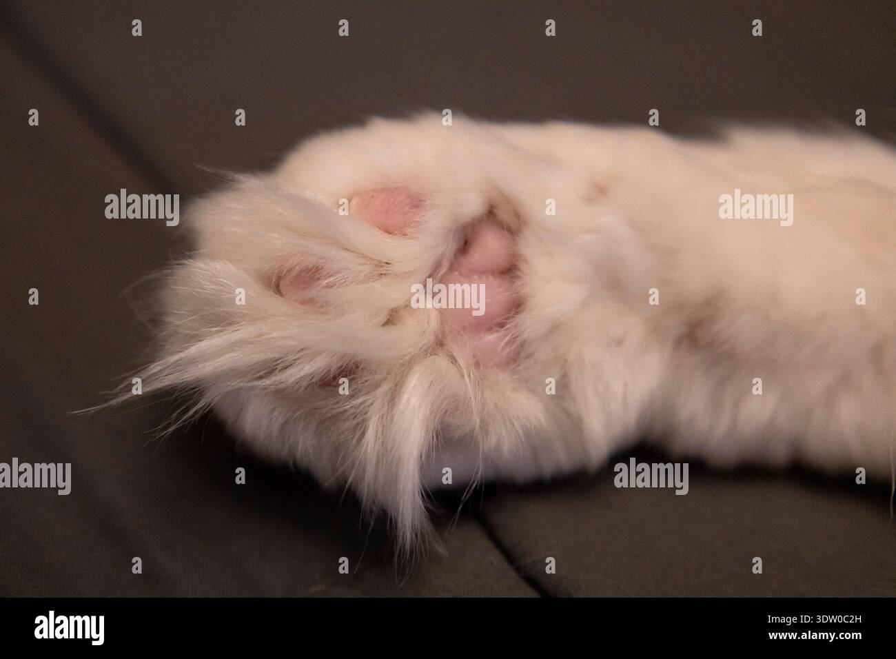 Zampa di gatto con morbida pelliccia bianca e tamponi rosa Foto Stock