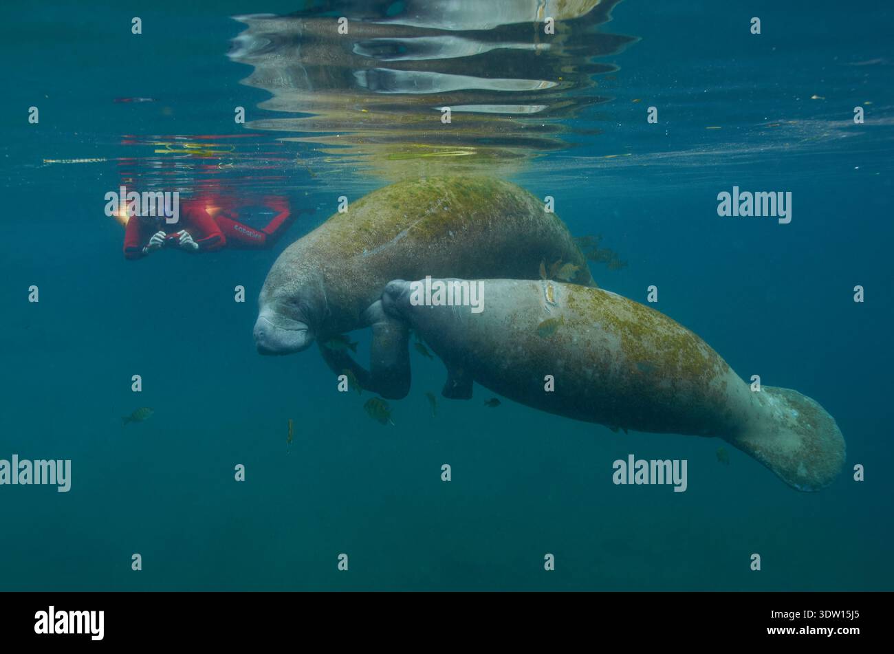 Trichechus manatus, Karibik-Manati, Rundschwanzseekuh, lamantini della Florida, lamantini delle Indie occidentali Foto Stock