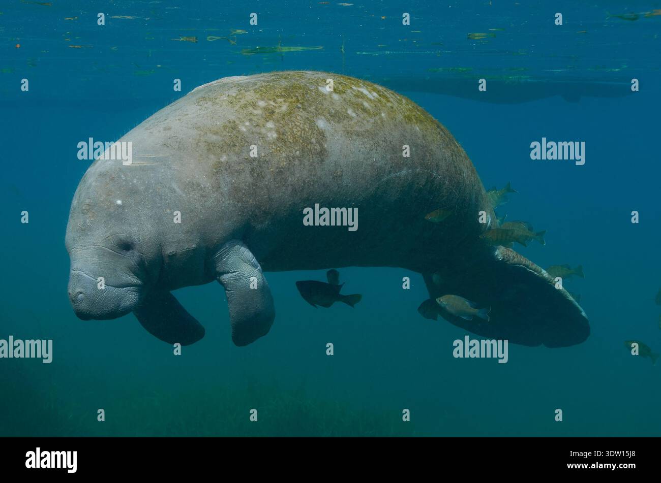 Trichechus manatus, Karibik-Manati, Rundschwanzseekuh, lamantini della Florida, lamantini delle Indie occidentali Foto Stock