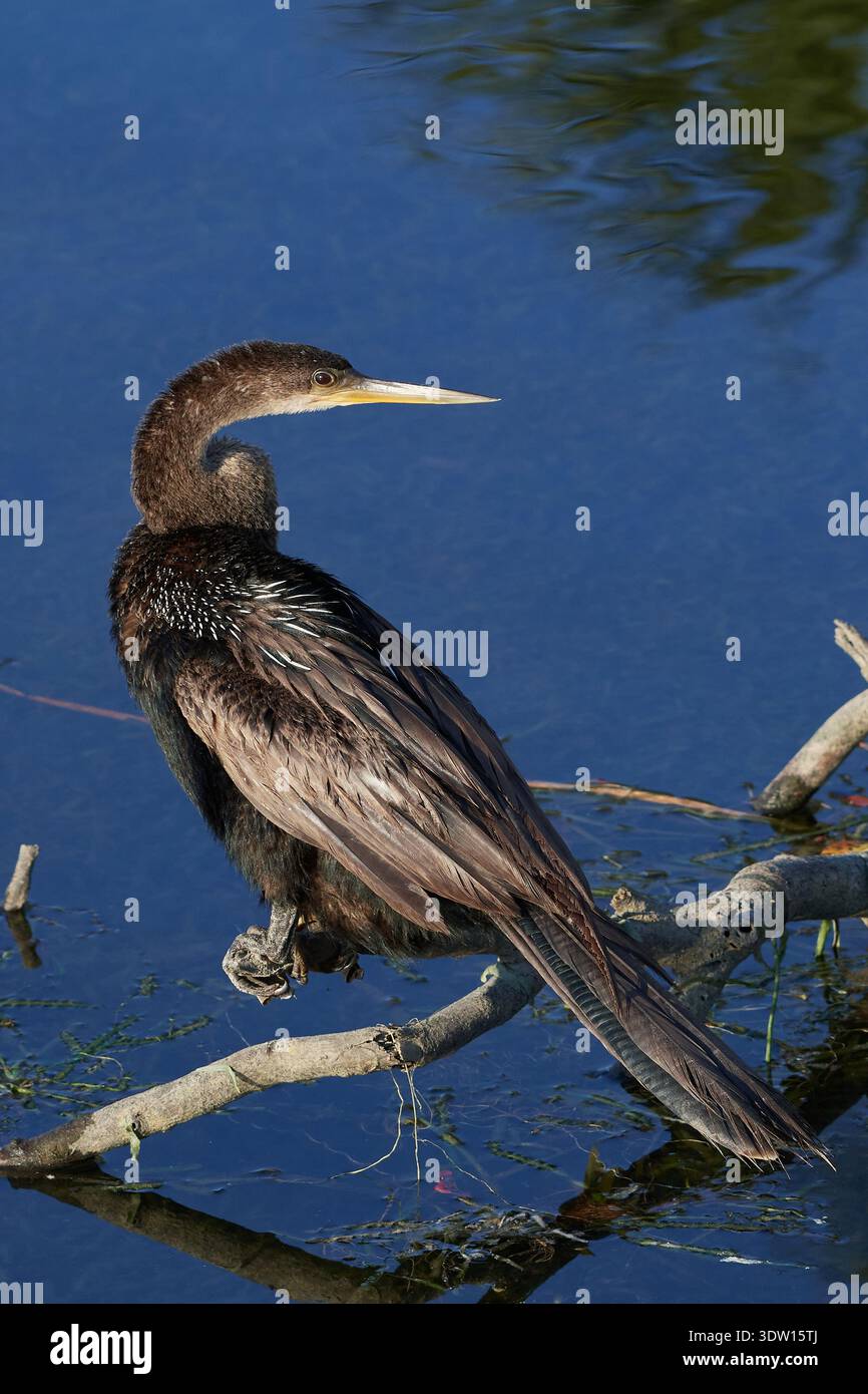 Anhinga anhinga leucogaster, Amerikanischer Schlangenhalsvogel, uccello serpente, anhinga Foto Stock