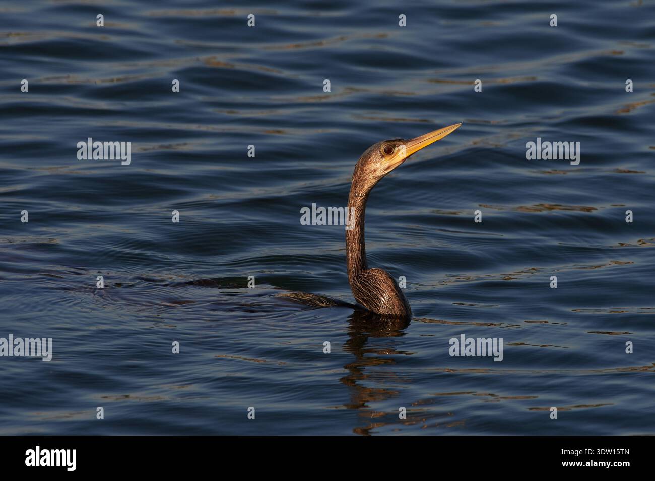 Anhinga anhinga leucogaster, Amerikanischer Schlangenhalsvogel, uccello serpente, anhinga Foto Stock