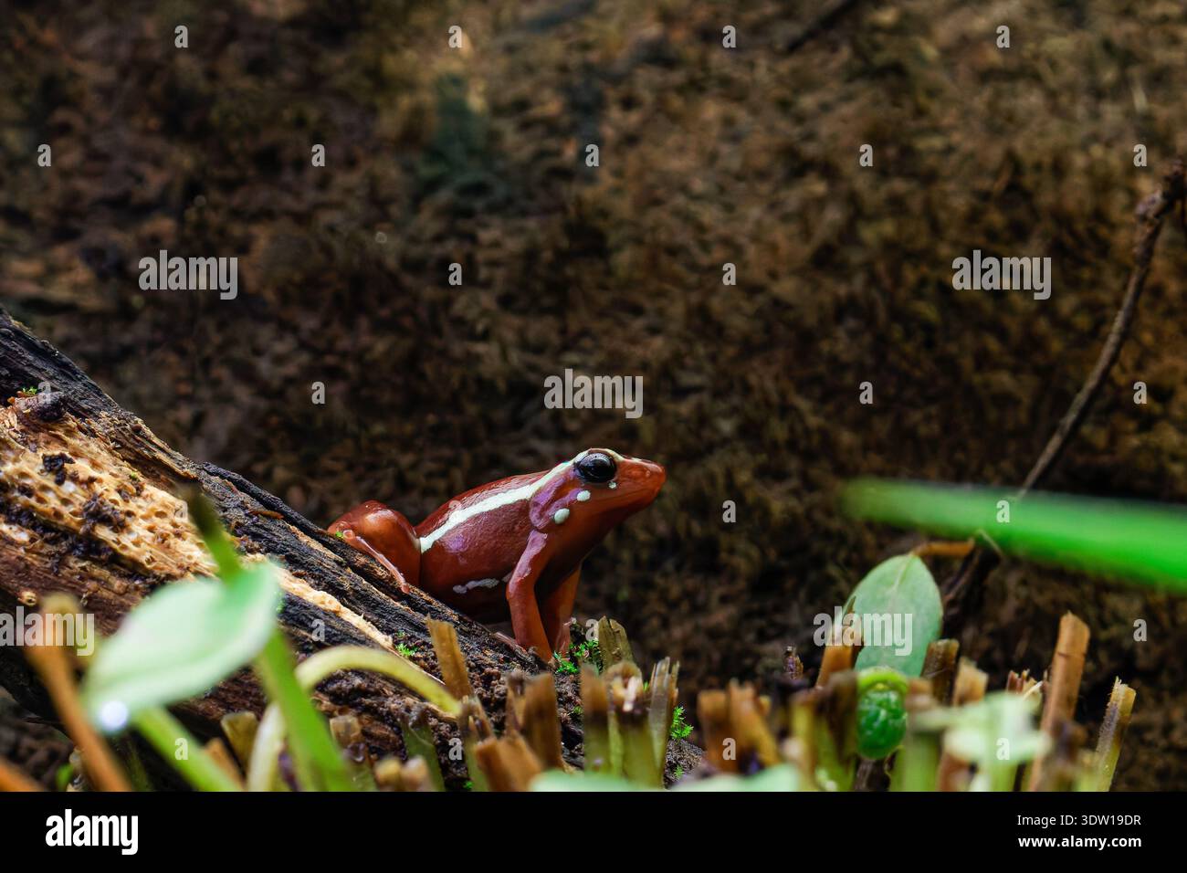 Piccola rana rossa avvelenata appollaiata su tronchi di muschio nella foresta tropicale, ameerega tricolor Foto Stock