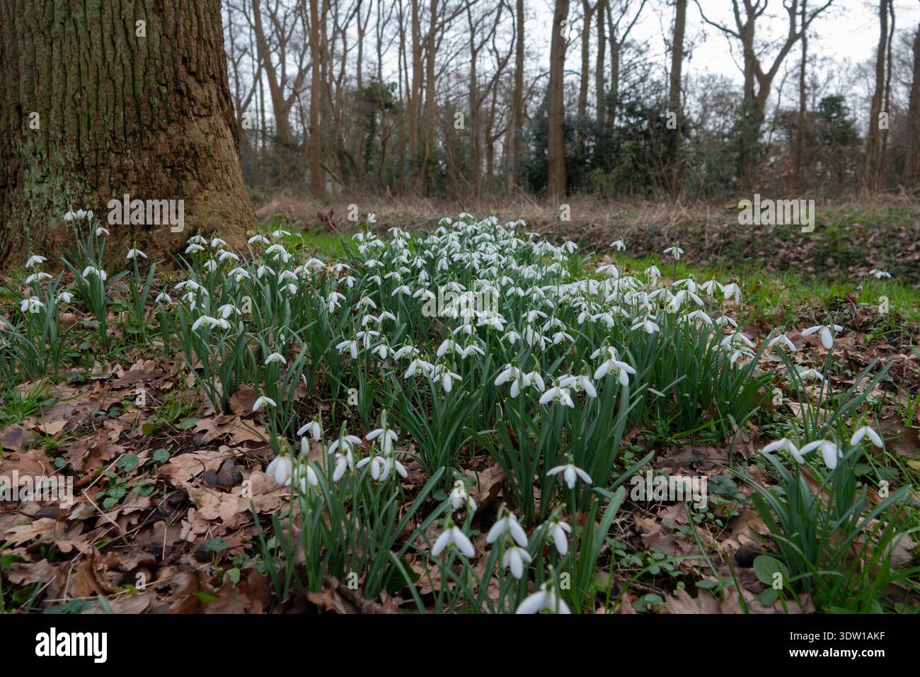 Tappeto di fiori di neve che fioriscono alla base di un albero di bosco all'inizio della primavera Foto Stock