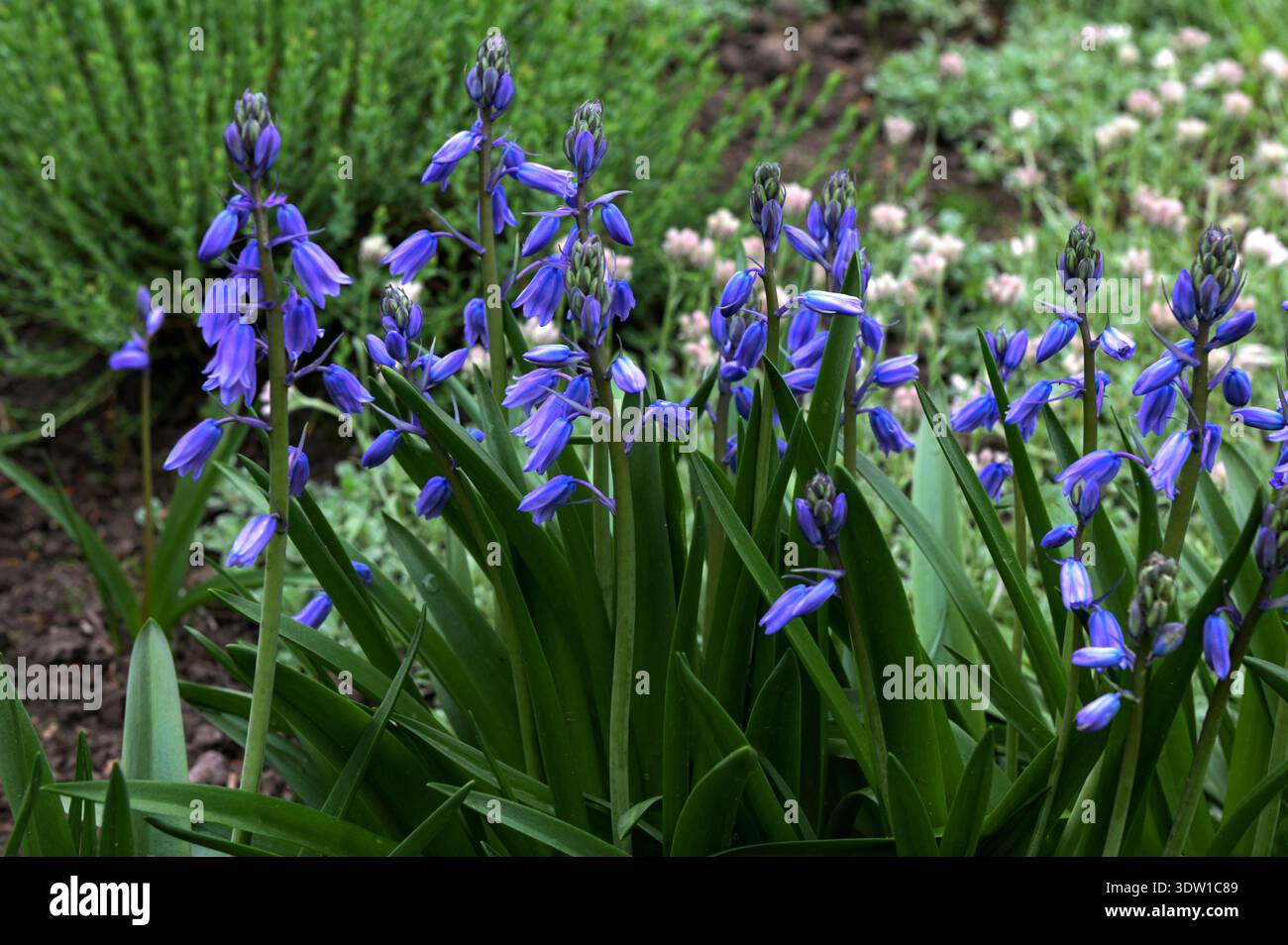 Spagnolo bluebell, Hyacinthoides hispanica, Endymion hispanicus o Scilla hispanica è una fioritura primaverile bulbosa perenne originaria del Penino iberico Foto Stock