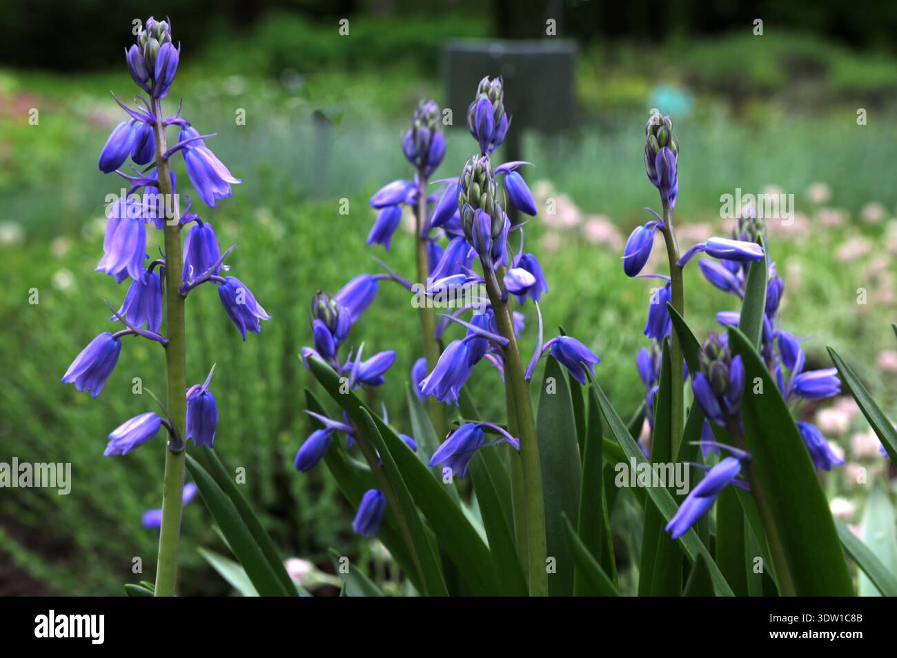 Spagnolo bluebell, Hyacinthoides hispanica, Endymion hispanicus o Scilla hispanica è una fioritura primaverile bulbosa perenne originaria del Penino iberico Foto Stock