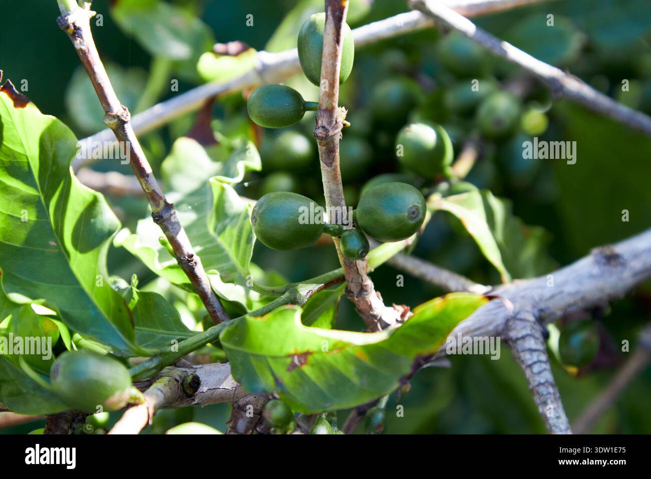 green arabica bacche di caffè agaete, gran canaria, isole canarie, spagna Foto Stock