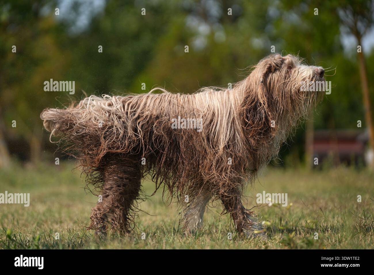 Una vista del profilo di un cane Collie barbuto dai capelli lunghi in piedi su un campo erboso. Il cane ha un caratteristico cappotto traballante e ruvido. Budapest, Ungheria Foto Stock