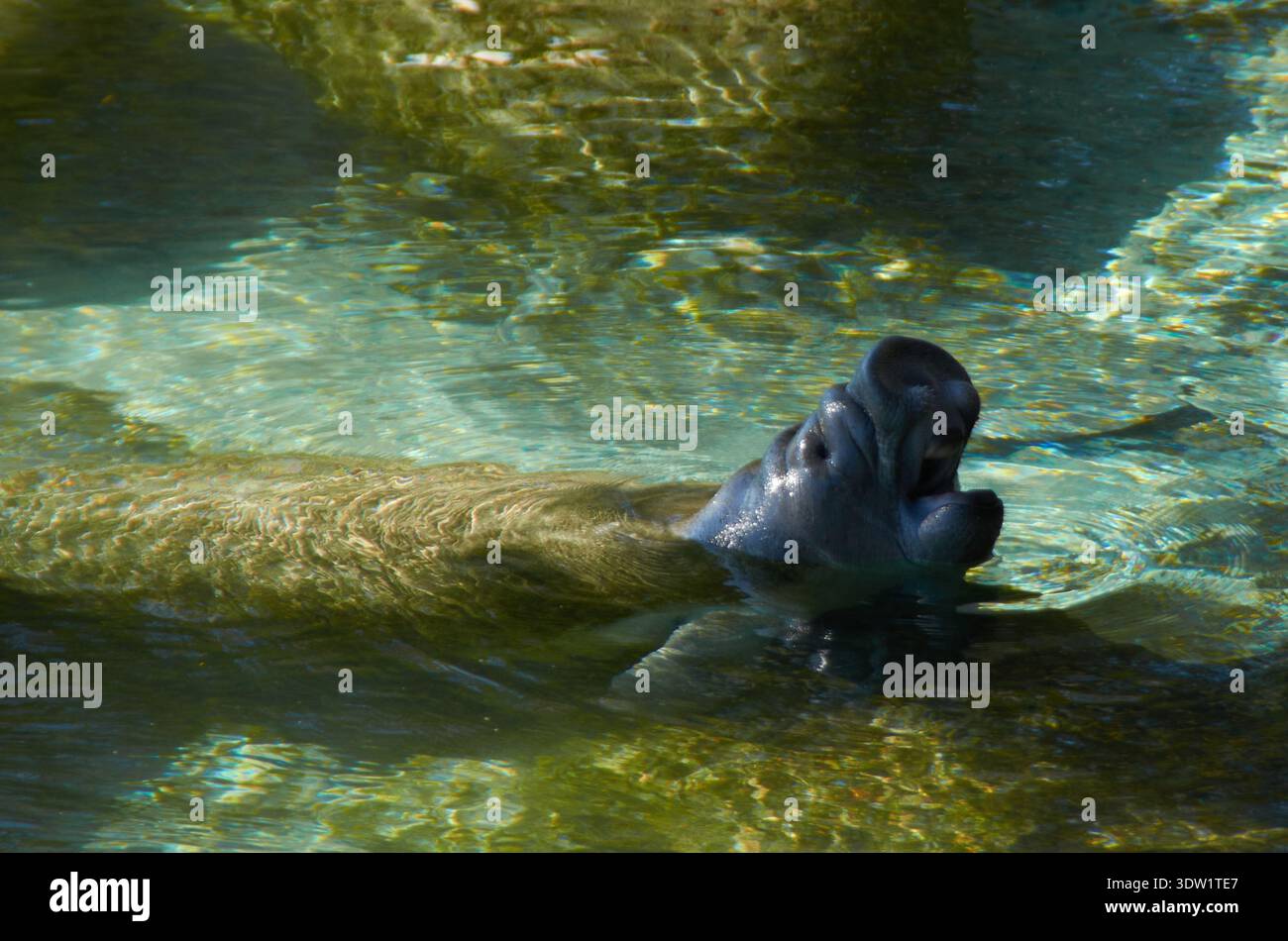 Trichechus manatus, Karibik-Manati, Rundschwanzseekuh, lamantini della Florida, lamantini delle Indie occidentali Foto Stock