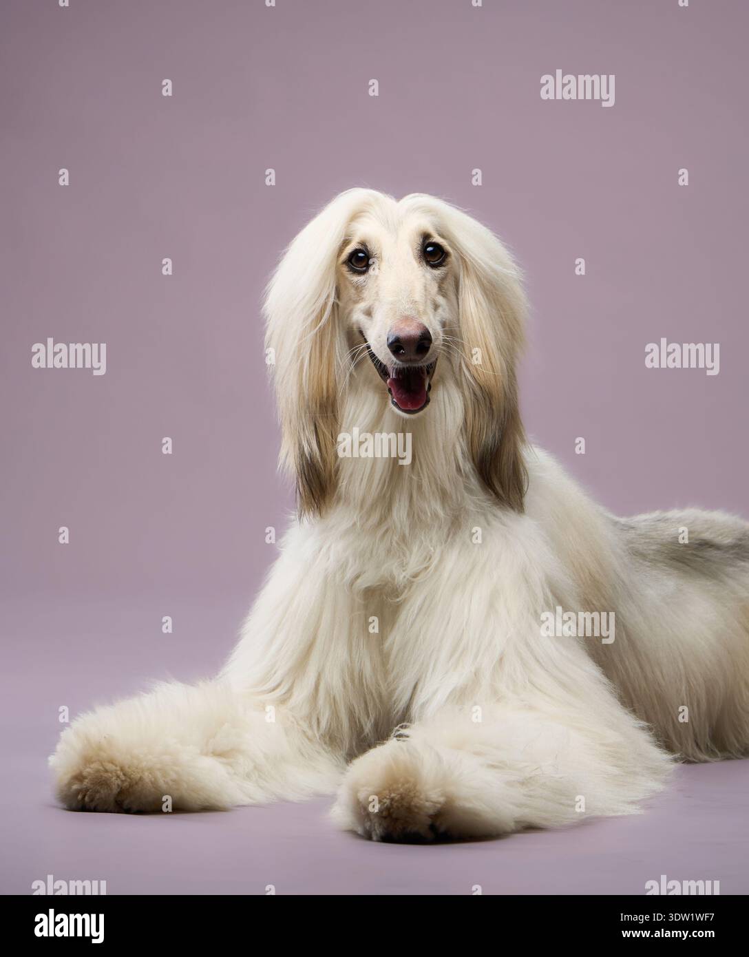 Il cane giace con un leggero sorriso e un'espressione aperta. La sua pelliccia lunga scorre sul pavimento in onde morbide. Foto Stock