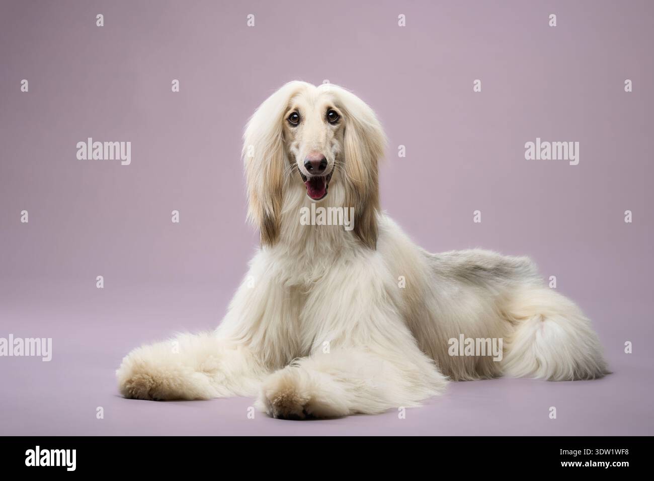 Il cane sta riposando con le gambe anteriori allungate e il corpo calmo. Il suo lungo rivestimento setoso scorre uniformemente intorno alle zampe. Foto Stock