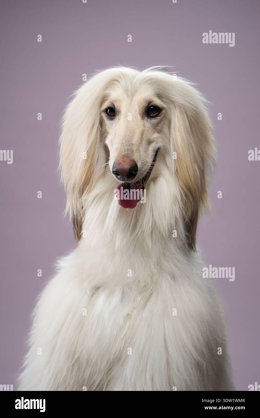 Il cane siede rivolto in avanti con un aspetto sereno e una pelliccia setosa. La foto enfatizza la simmetria e la posizione. Foto Stock