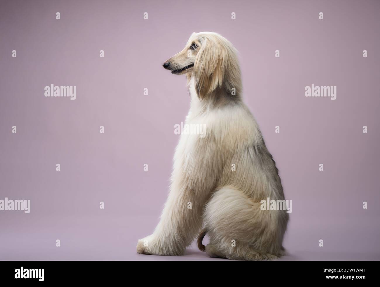 Il Hound afghano siede fermo, guardando da parte con un'espressione calma. La sua postura e il suo rivestimento setoso sono chiaramente visibili. Foto Stock
