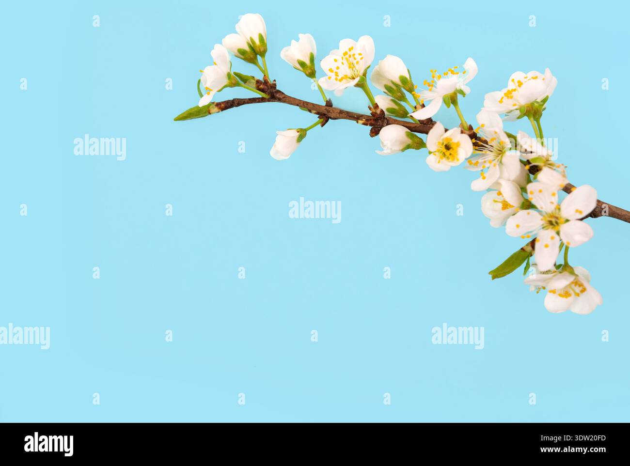 Fiori bianchi fioriscono su un ramo con sfondo azzurro. Questo cattura l'essenza della crescita primaverile e della bellezza. Foto Stock