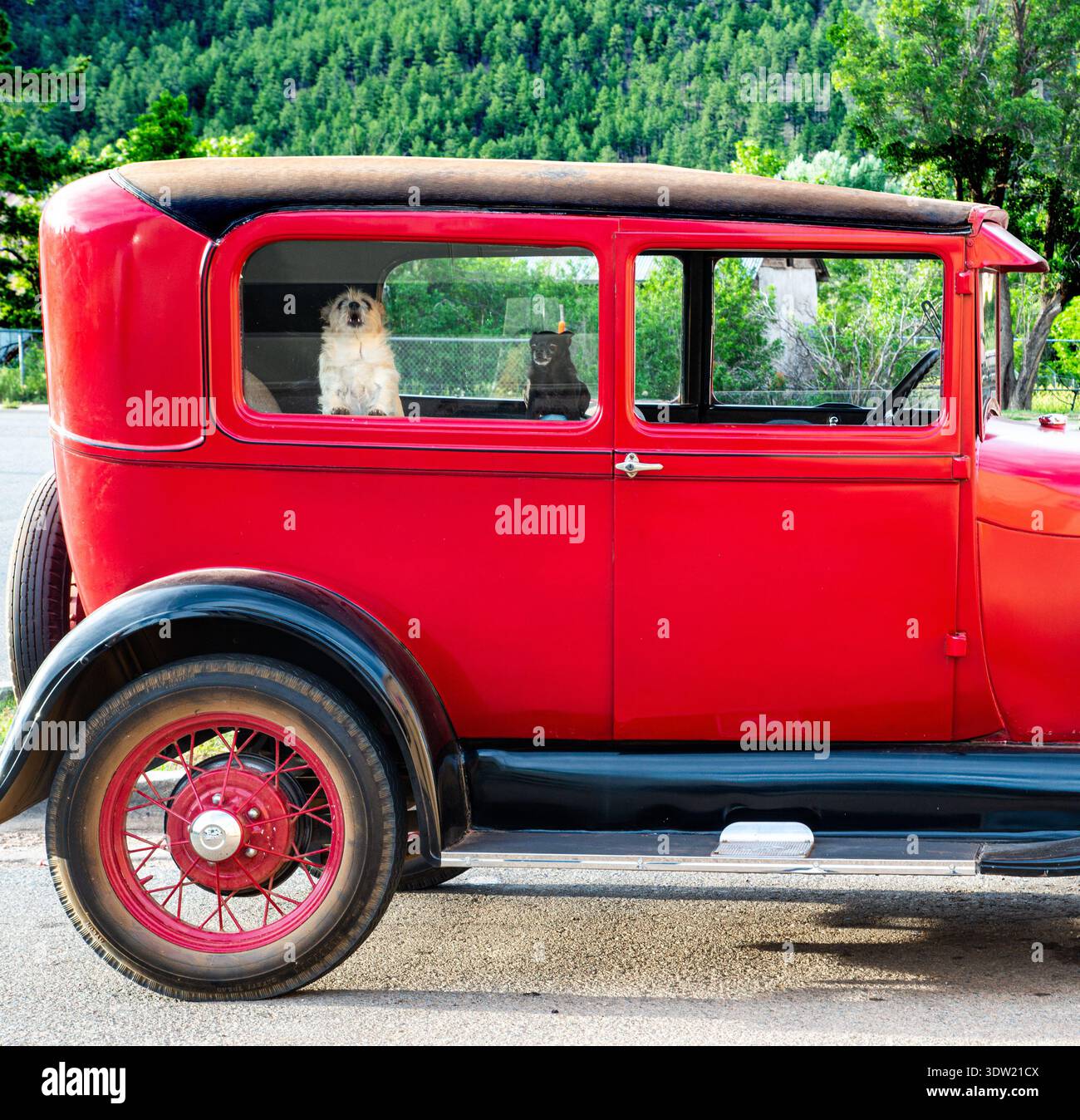 Due cani di piccola taglia sorvegliano un'auto d'epoca a Chama, New Mexico. Foto Stock