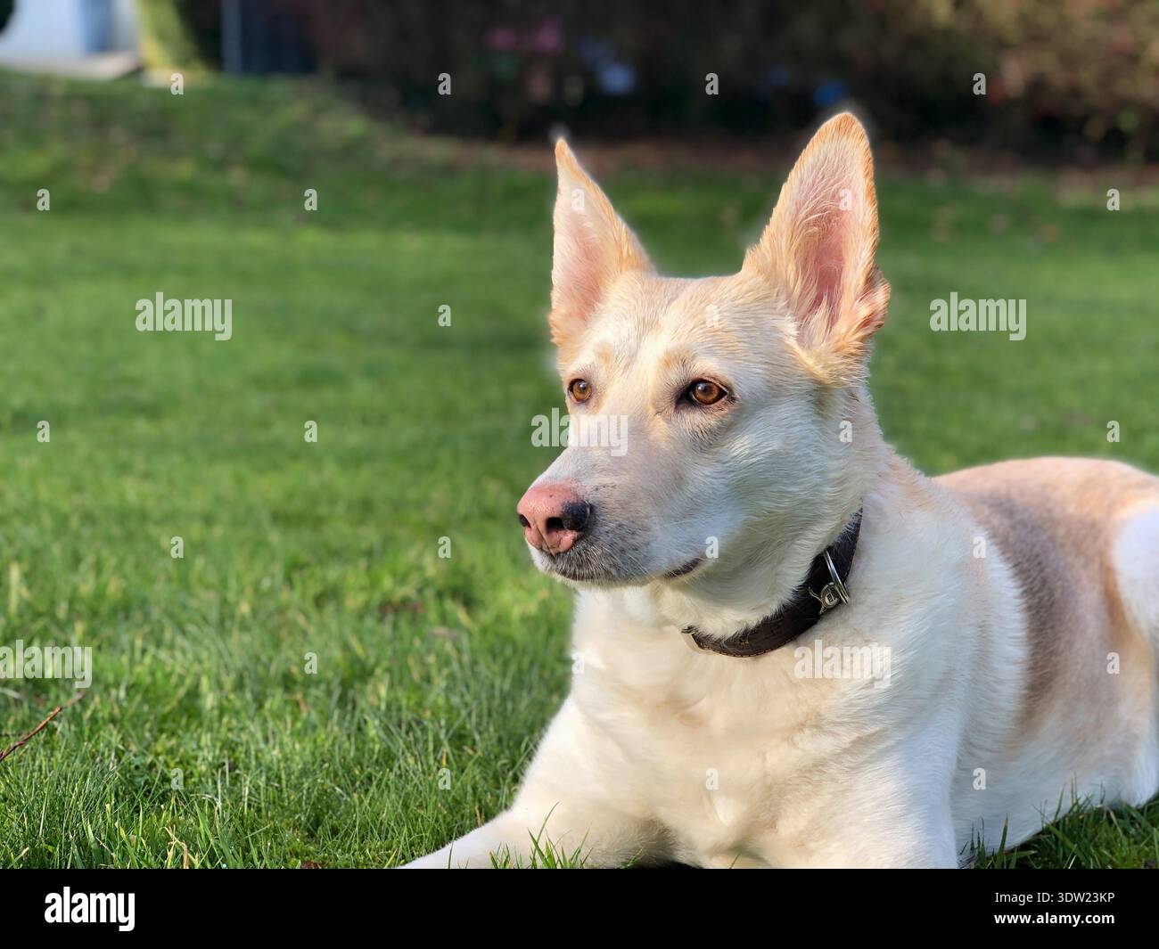 Cane con naso rosa sull'erba (misto di husky pastore tedesco). Cane femmina. Foto Stock