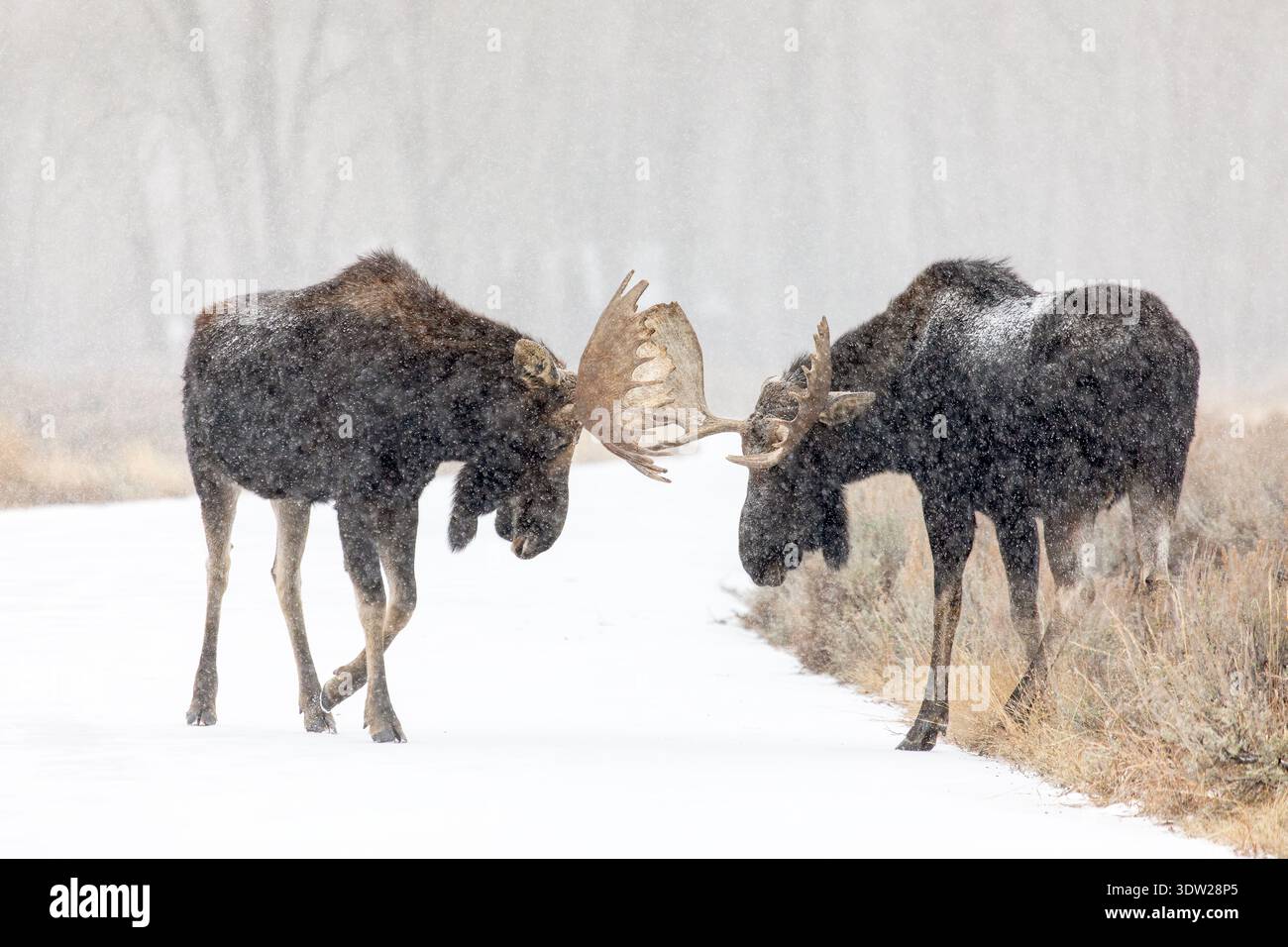 Due alci toro che combattono nella neve nel Grand Teton National Park Foto Stock