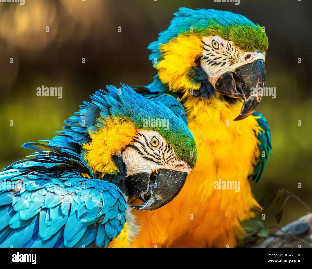Con blu elettrico e oro splendente, queste macchia emana personalità e vivacità tropicale. La loro stretta interazione mette in risalto la compagnia e il Foto Stock