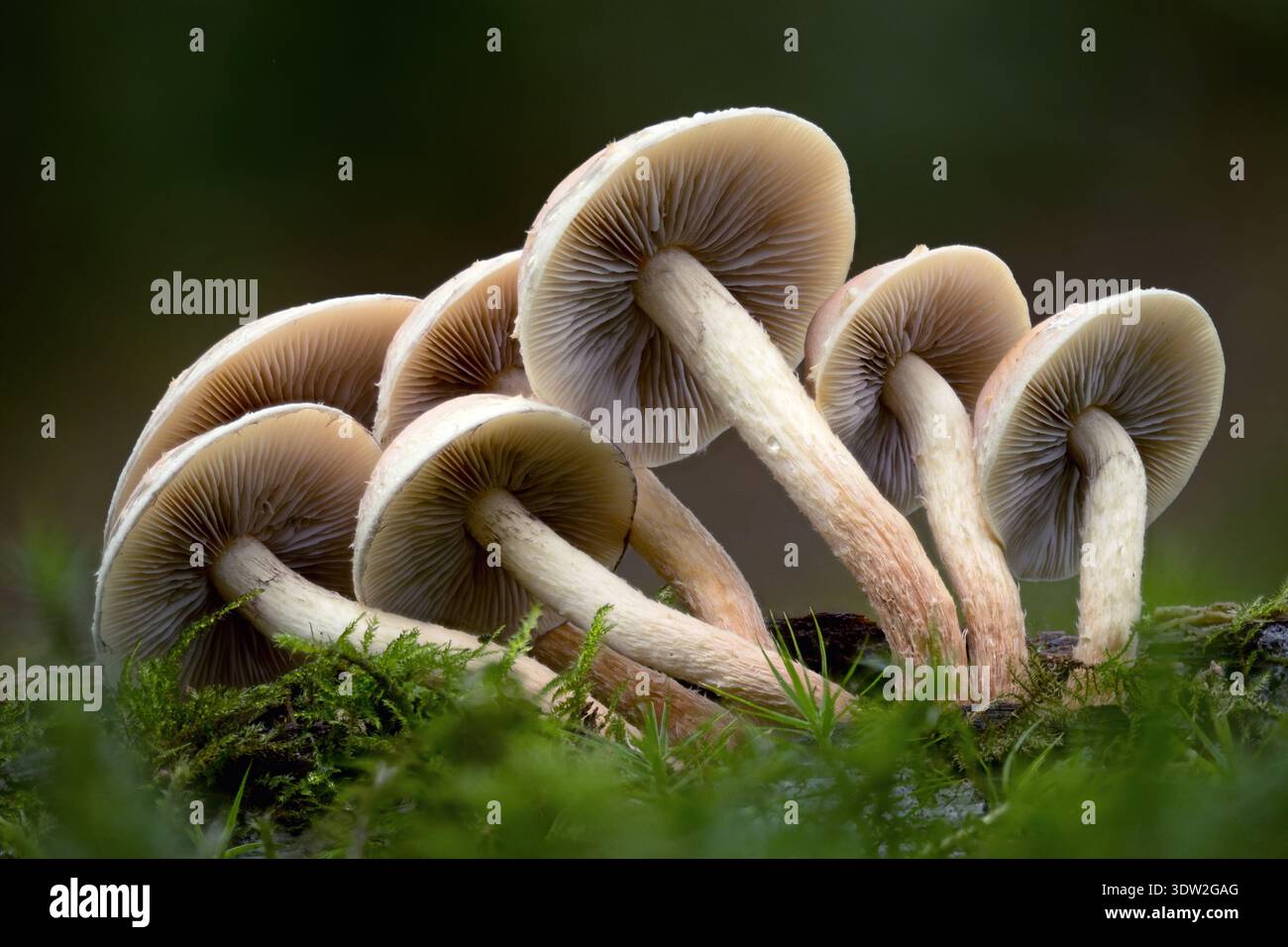 Funghi di tufo zolfo (Hypholoma fasciculare) che crescono sul ramo degli alberi. Tipperary, Irlanda Foto Stock